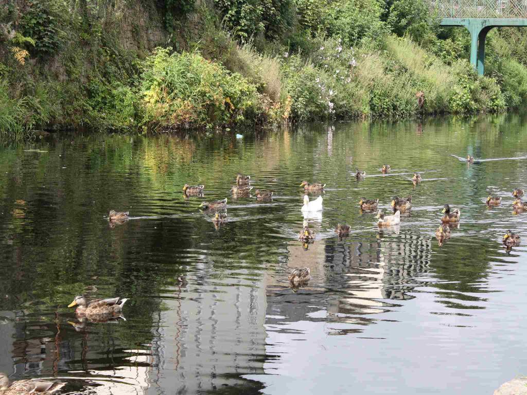Shannon Breeze B&B Killaloe Luaran gambar
